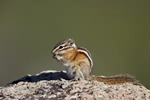 National Forest Prints: Least chipmunk (Tamias minimus) (Neotamias minimus (Eutamias minimus)