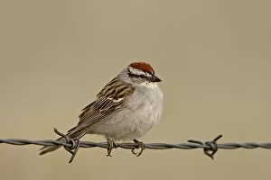 Images Dated 30th March 2009: Chipping sparrow (Spizella passerina), Banff National Park, Alberta, Canada