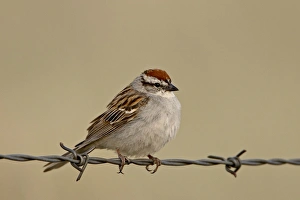 Images Dated 30th March 2009: Chipping sparrow (Spizella passerina), Banff National Park, Alberta, Canada