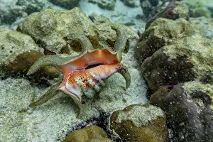 Invertebrate Prints: Chiragra conch moves along the seabed near coral reef in Misool