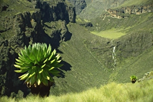 Mount Kenya Prints: Chogoria Valley, Mount Kenya, Kenya, East Africa, Africa