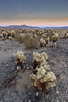 Cholla Cactus Garden, Joshua Tree National Park, California, United States of America