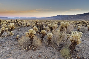 Cholla Cactus Garden, Joshua Tree National Park, California, United States of America
