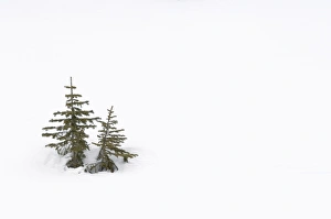 Images Dated 27th February 2008: Christmas outdoor scene of snow and pine trees