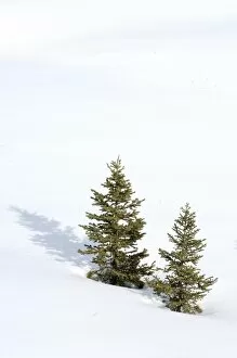 Christmas outdoor scene of snow and pine trees
