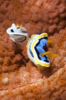 Images Dated 2nd June 2008: Chromodoris dianae and Chromodoris strigata nudibranches, Sulawesi, Indonesia, Southeast Asia, Asia