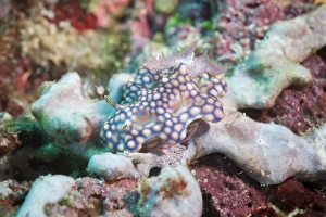 Nudibranch Prints: Chromodoris kuniei, a nudibranch