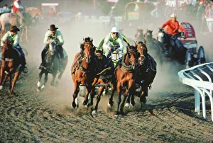 Sport Prints: Chuck Wagon Race, Calgary Stampede, Alberta, Canada