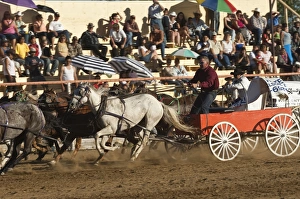 Stands Prints: Chuck wagon races, British Columbia, Canada, North America