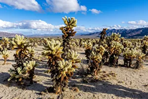 Joshua Tree Prints: Chuckwalla Cholla, Cholla Cactus Garden