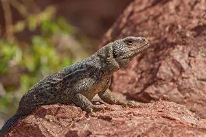 Indigenous Prints: Chuckwalla rests on a rock in Baja California Sur