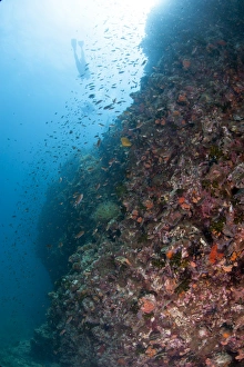 Images Dated 27th June 2008: Chumporn Pinnacle reef scene, Thailand, Southeast Asia, Asia