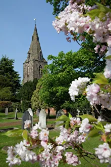 Flowers Prints: Church and spring blossom, Burton Joyce, Nottinghamshire, England, United Kingdom, Europe