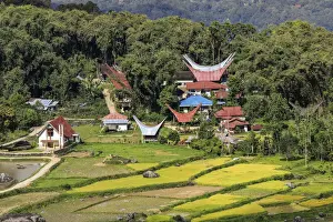 Toraja Prints: Church and tongkonan houses at Lempo amidst the Batutumonga rice paddies