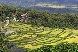 Church and tongkonan houses at Lempo amidst the Batutumonga rice paddies, Batutumonga, Rantepao, Toraja, South Sulawesi, Indonesia, Southeast Asia, Asia