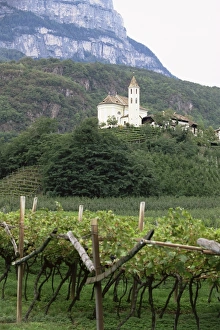 Bolzano Prints: Church and vines at Missiano