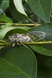 One Insect Prints: Cicada, Annual cicada, (Tibicen linnei)
