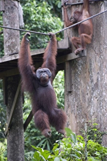 Images Dated 14th October 2009: Cid, a wild Orang Utan at Sepilok Orang Utan Rehabilitation Centre, Borneo