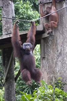 Money Prints: Cid, a wild Orang Utan at Sepilok Orang Utan Rehabilitation Centre, Borneo