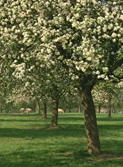 Herefordshire Prints: Cider apple trees in blossom in spring in an orchard in Herefordshire, England