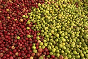 Piles Prints: Cider apples, Normandy, France, Europe