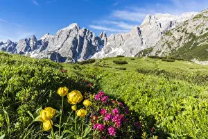 Rhododendron Prints: Cima dei Colesei and Popera group surrounded by rhododendrons in bloom, Comelico