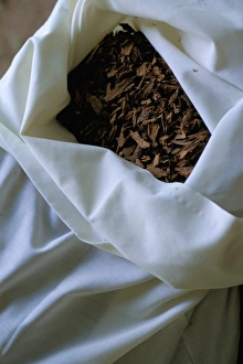 Bark Prints: Cinnamon bark