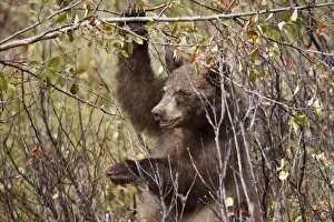 Images Dated 8th October 2010: Cinnamon black bear (Ursus americanus) hangs on a chokeberry branch in autumn (fall)