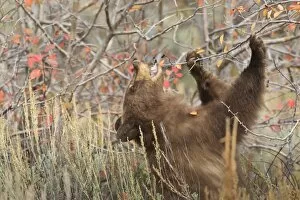 Images Dated 8th October 2010: Cinnamon black bear (Ursus americanus) eats autumn (fall) berries, Grand Teton National Park