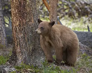 Immature Prints: Cinnamon black bear (Ursus americanus) yearling cub, Yellowstone National Park, Wyoming