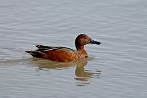Images Dated 12th February 2009: Cinnamon teal (Anas cyanoptera) drake, Bear River Migratory Bird Refuge