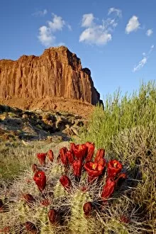 Images Dated 15th May 2010: Claretcup cactus (Echinocereus triglochidiatus) and butte, Canyon Country