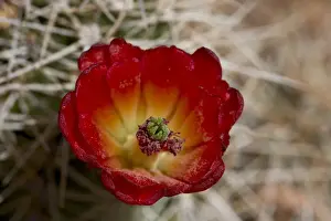 Island In The Sky Prints: Claretcup Cactus (Echinocereus triglochidiatus) bloom