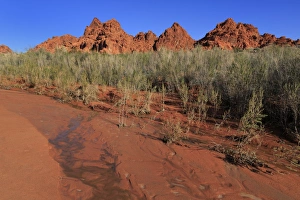 State Park Prints: Clark Memorial wash, Valley of Fire State Park, Overton, Nevada, United States of America