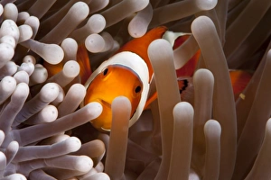 Anemone Prints: Clarks anemonefish (Amphiprion clarkii), Komodo, Indonesia, Southeast Asia, Asia