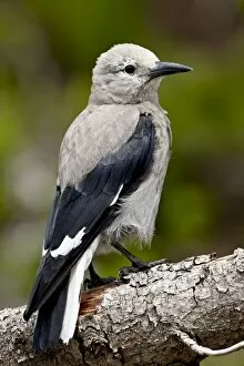 Images Dated 19th March 2009: Clarks nutcracker (Nucifraga columbiana), Manning Provincial Park