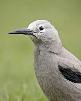 Images Dated 25th February 2009: Clarks nutcracker (Nucifraga columbiana), Manning Provincial Park