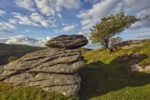 Boulder Prints: A classic Dartmoor scene, a granite boulder and wind-gnarled hawthorn tree, on Bench Tor