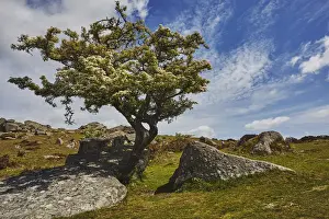 Boulder Prints: A classic Dartmoor scene, a hawthorn tree in flower in early summer on Bonehill Rocks