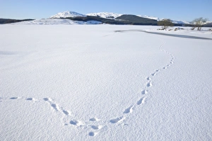 Absence Prints: Clatteringshaws Loch, frozen and covered in winter snow