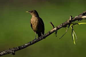 Alajuela Province Prints: Clay Colored Thrush (Turdus Grayi), the national bird of Costa Rica, seen in Boca Tapada