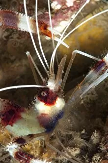 Cleaner shrimp (Stenopus hispidus), Sulawesi, Indonesia, Southeast Asia, Asia