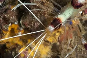 Images Dated 1st June 2008: Cleaner shrimp (Stenopus hispidus), Sulawesi, Indonesia, Southeast Asia, Asia