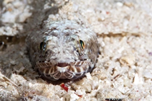 Images Dated 1st June 2008: Clearfin lizardfish (Synodus dermatogenys), Sulawesi, Indonesia, Southeast Asia, Asia