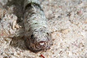 Images Dated 1st June 2008: Clearfin lizardfish (Synodus dermatogenys), Sulawesi, Indonesia, Southeast Asia, Asia