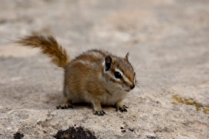 Adorable Prints: Cliff Chipmunk (Eutamias dorsalis)