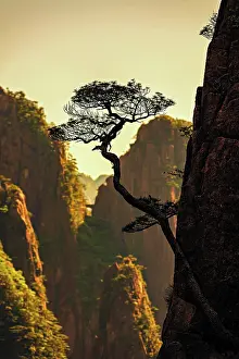 Province Prints: Cliff side pine tree stands against mountain backdrop in Huangshan