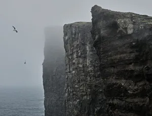Spread Wings Prints: Cliffs of Traelanipa above the ocean, Faroe Islands, Denmark, Europe