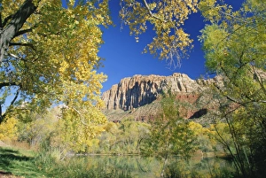 Zion Prints: Cliffs of Zion framed by autumn trees
