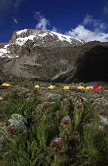 Pla Nts Prints: Climbers camping at the Barranco campsite underneath the snowy Uhuru Peak of Mount Kilimanjaro
